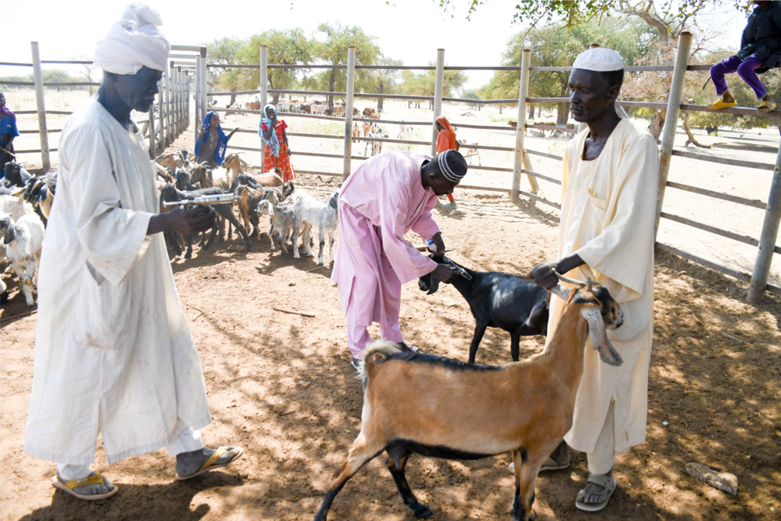 FAO launches nationwide livestock vaccination campaign in Sudan