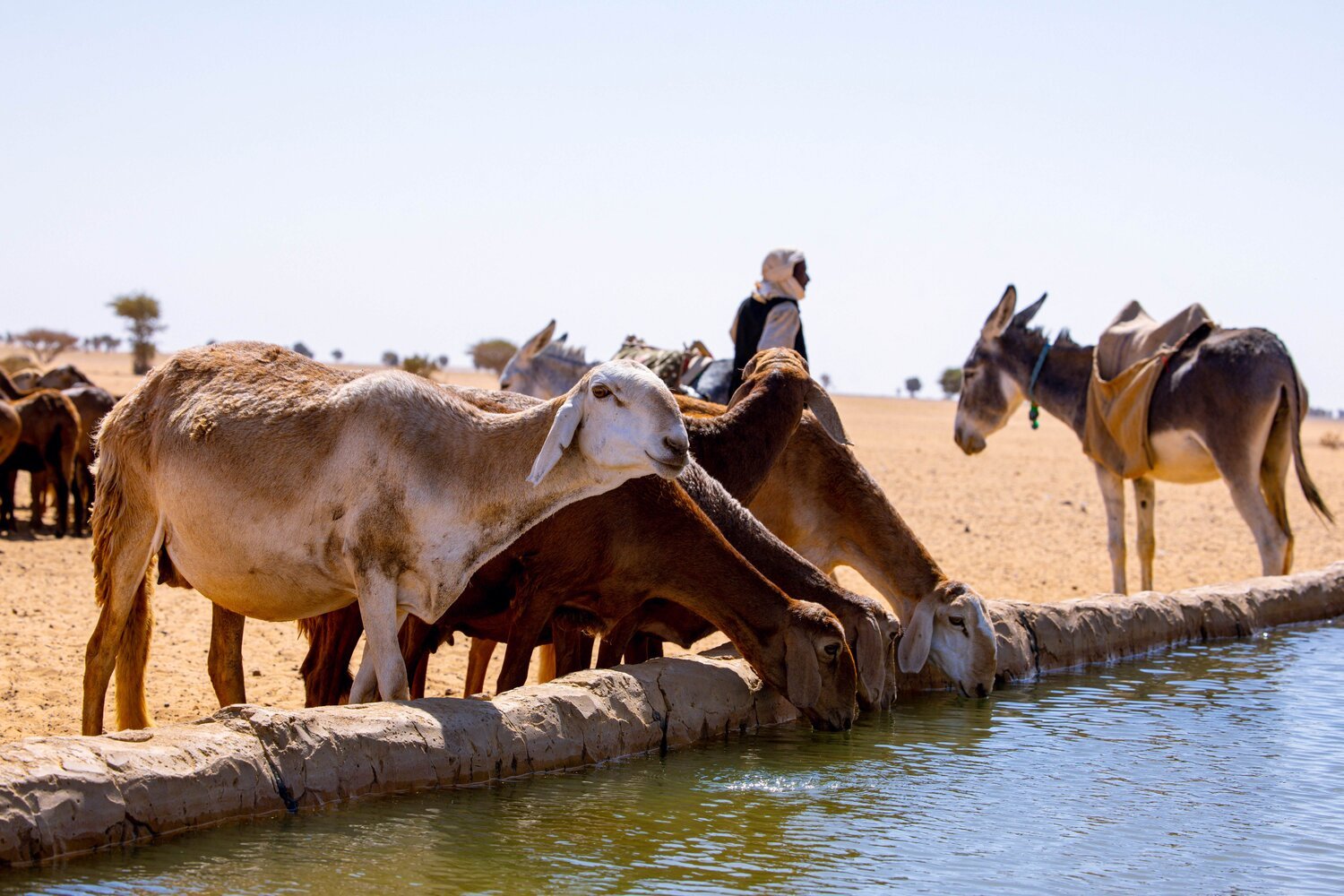 livestock in Sudan