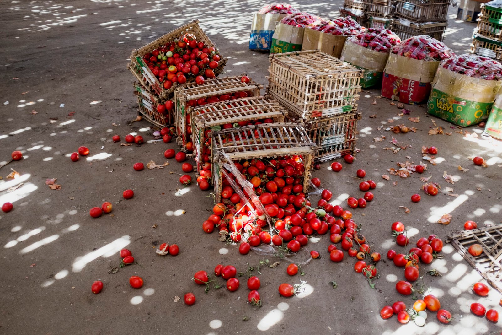 Tomatoes lying on the ground – FAO