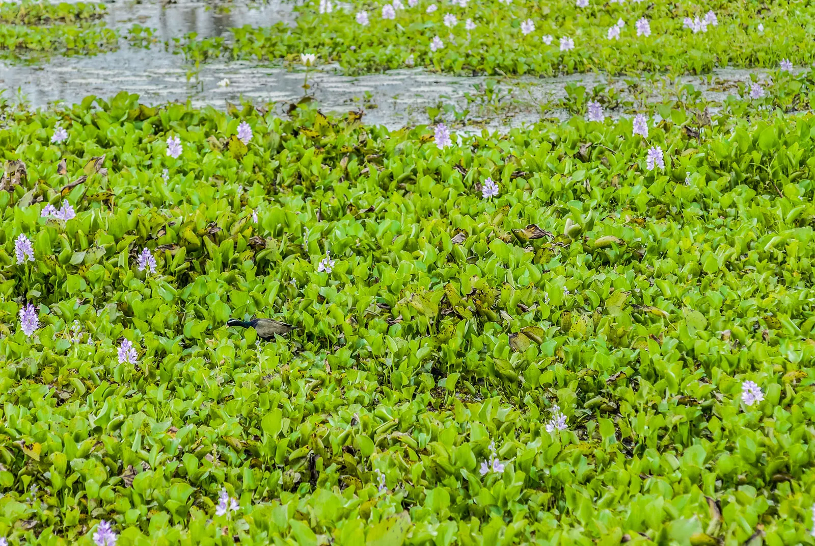 Water hyacinth spreads in river waters – Photo - Bratinica