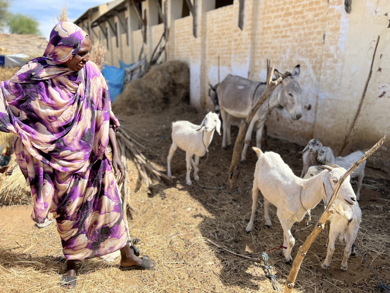 livestock in Sudan
