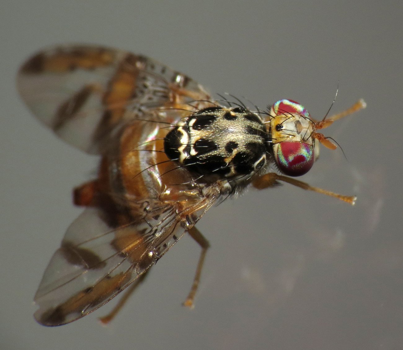Fruit fly – Photo - The International Atomic Energy Agency