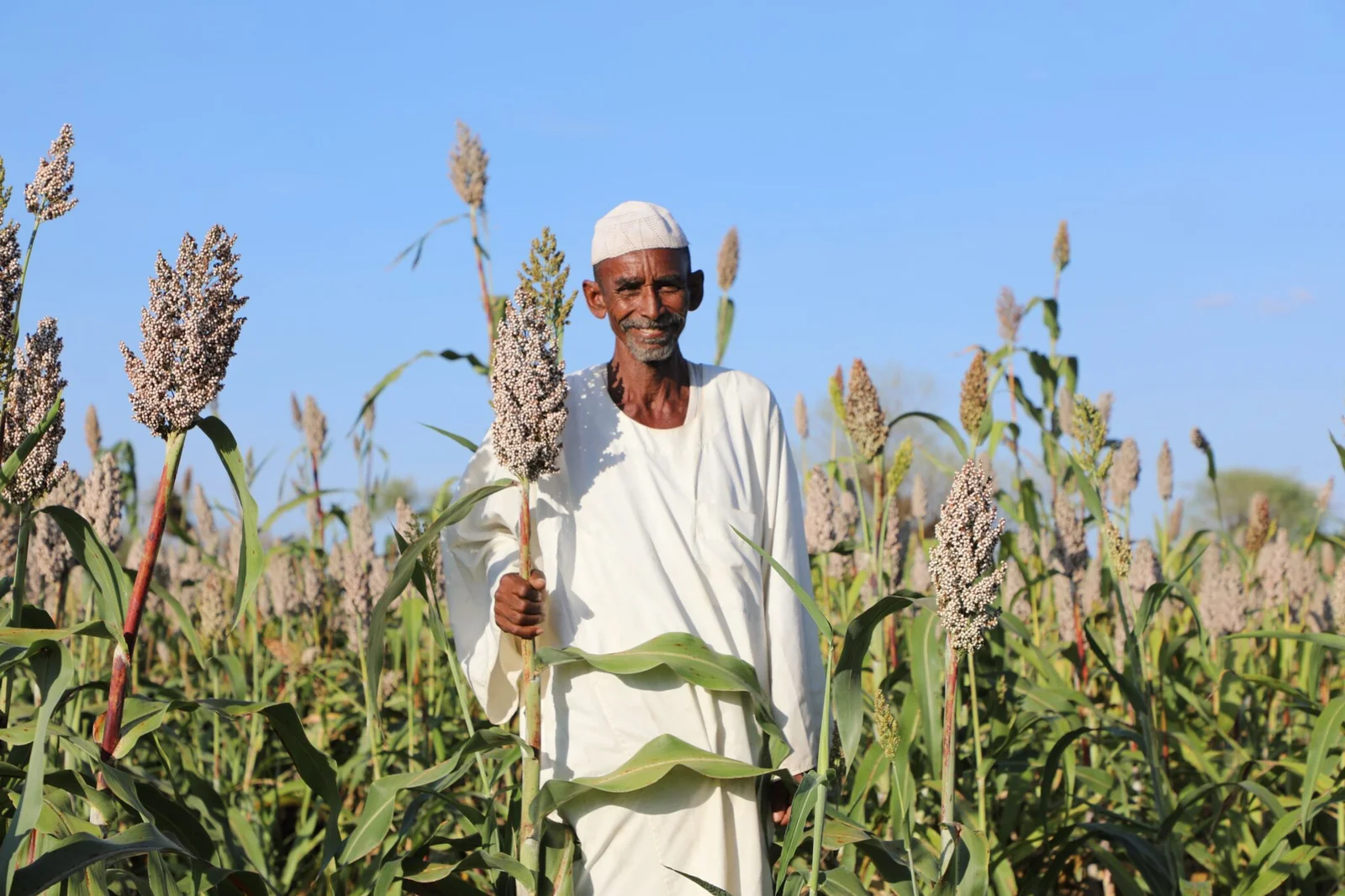 Sudan continues agricultural production despite the war – Photo -FAO