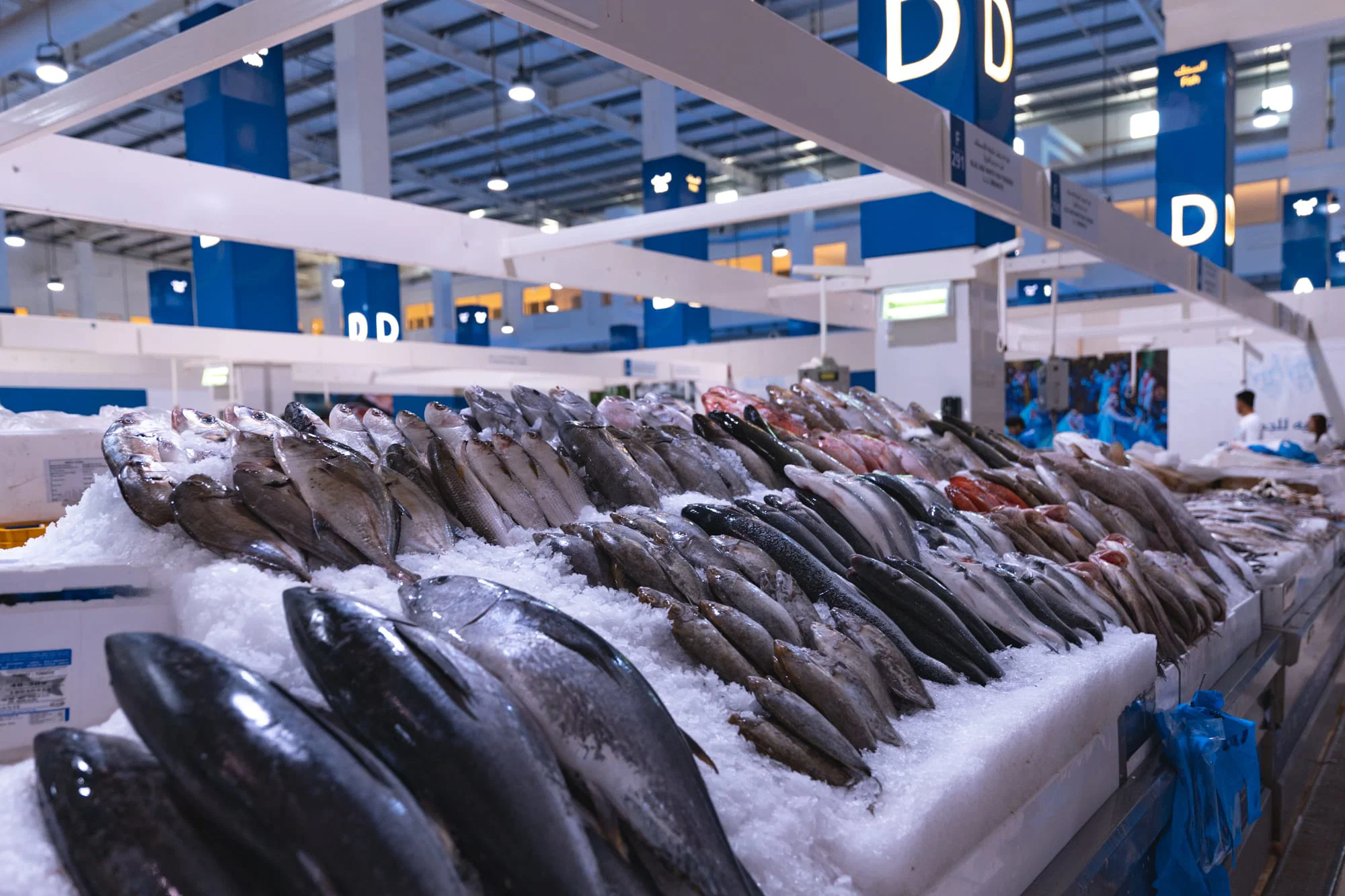 Shipping costs are one of the biggest challenges facing Egyptian fresh fish exports - Photo - Devscape