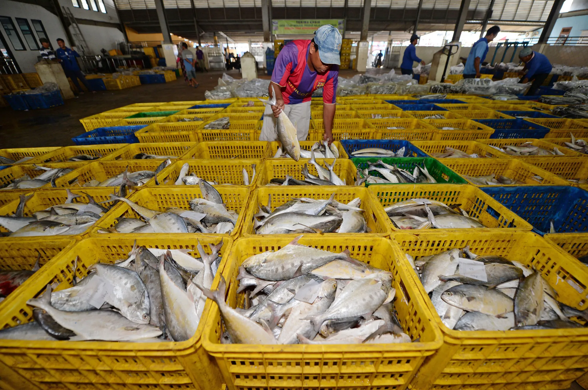 Egyptian fish exports to the European Union halted in 2021 – Photo - Bloomberg