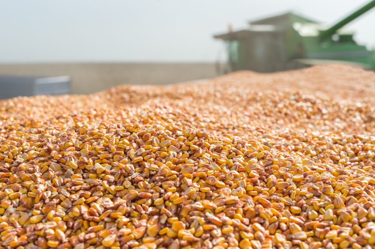 Corn prices continued to rise in August 2026