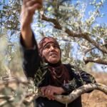 The deadly olive harvest season in Palestine, Israel targets farmers