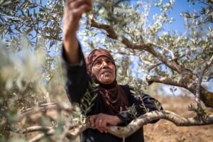 The deadly olive harvest season in Palestine, Israel targets farmers<br><span  style=' color: grey; text-align: right;'>26,000 trees cut down and damaged in the West Bank in 2026</span>