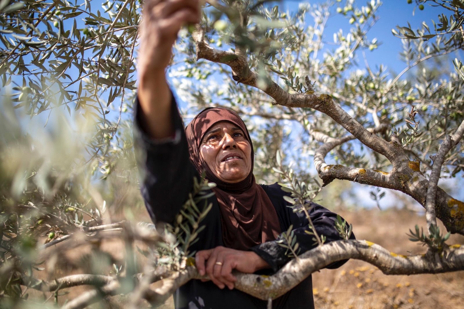 Israel has turned the olive harvest season in occupied Palestine into a death trap