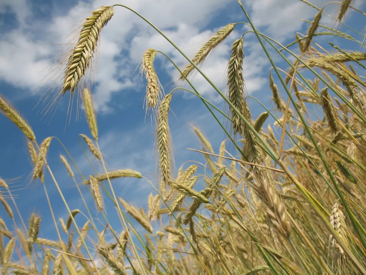 FAO Food Price Index up in September