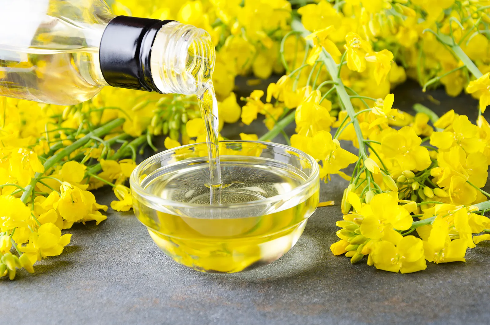 canola-oil-and-canola-blossoms - Photo - Britannica.webp