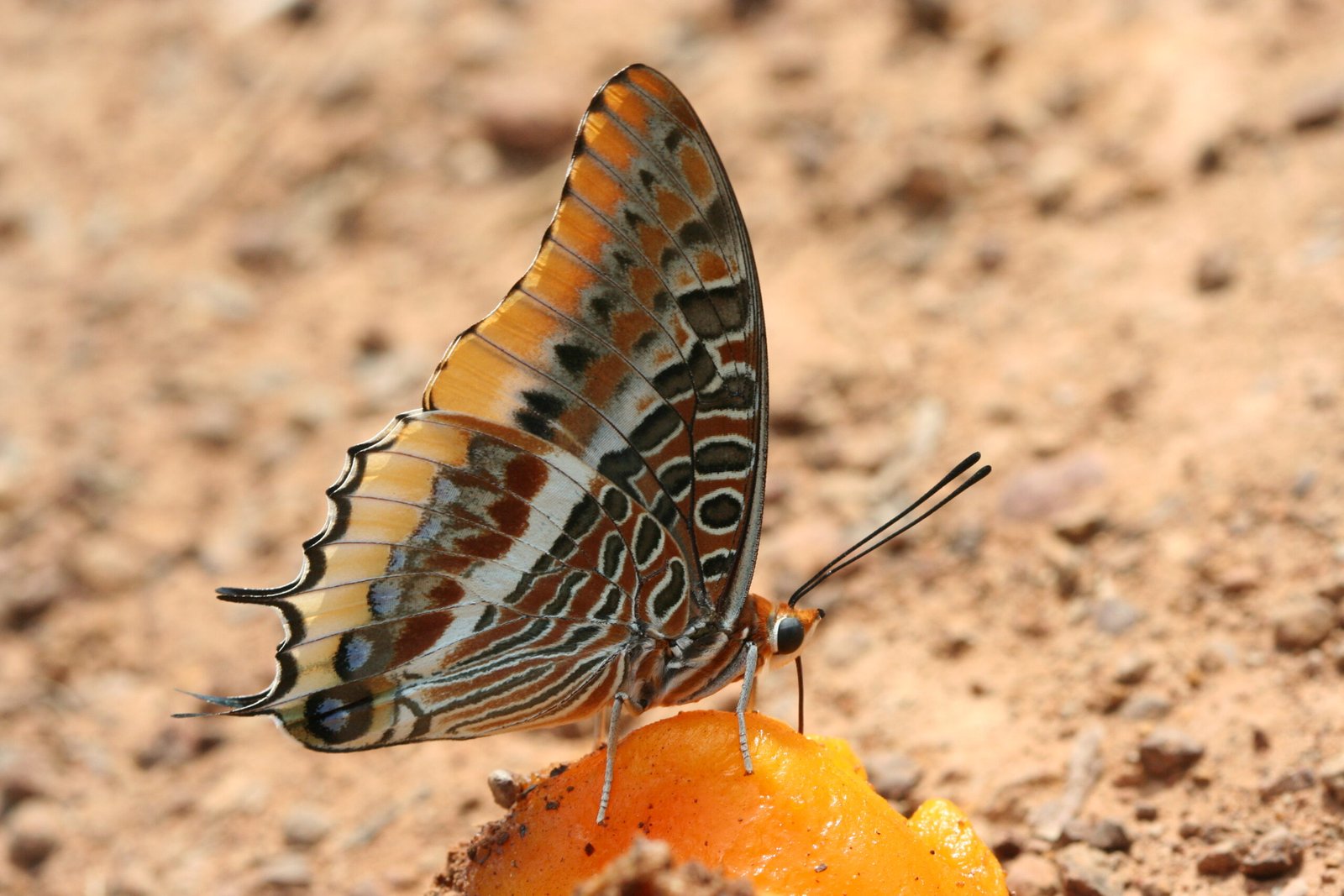 Using nuclear radiation to sterilize male pests