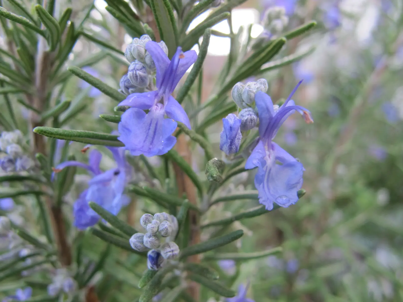 Rosemary in Algeria - Photo - Lacey Bird