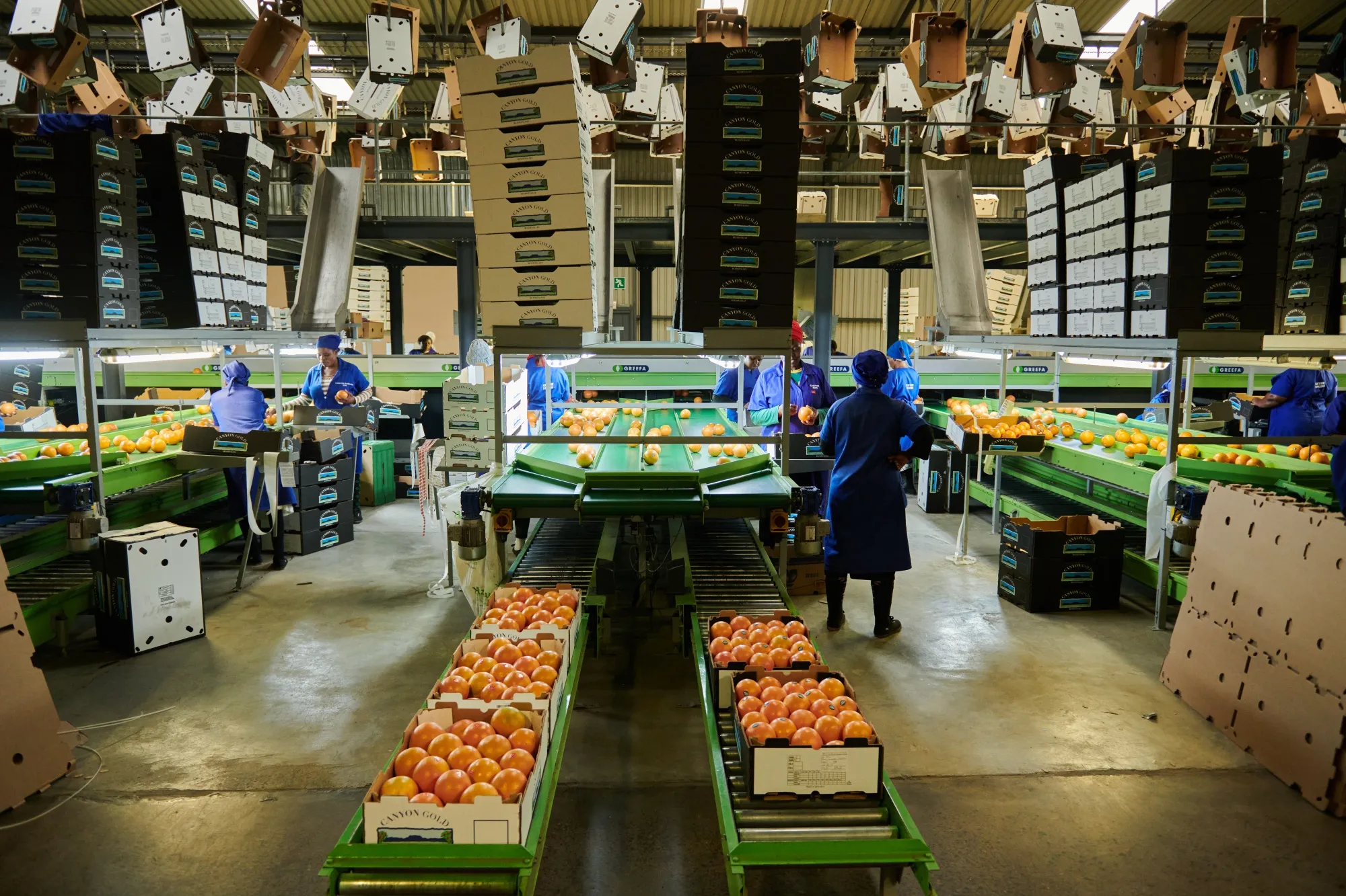Pests thrive with the increasing speed and volume of international trade and the movement of people between countries – Photo - Bloomberg