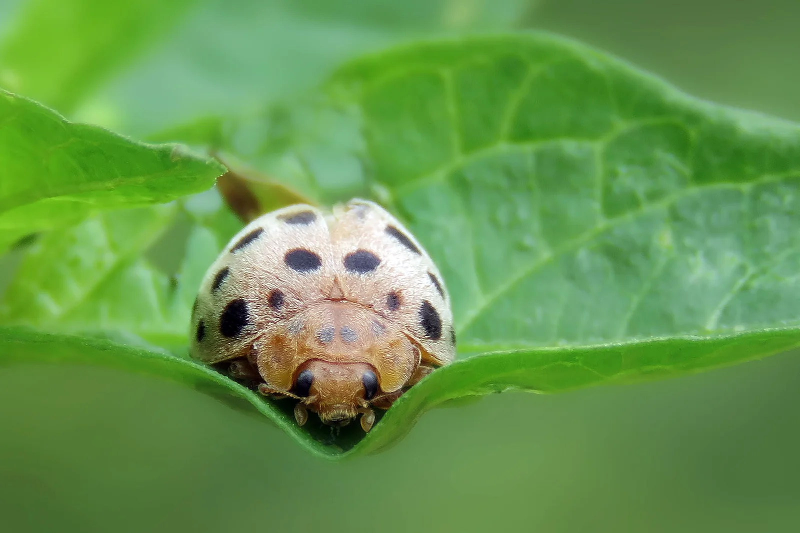Climate change is boosting the activity of agricultural pests