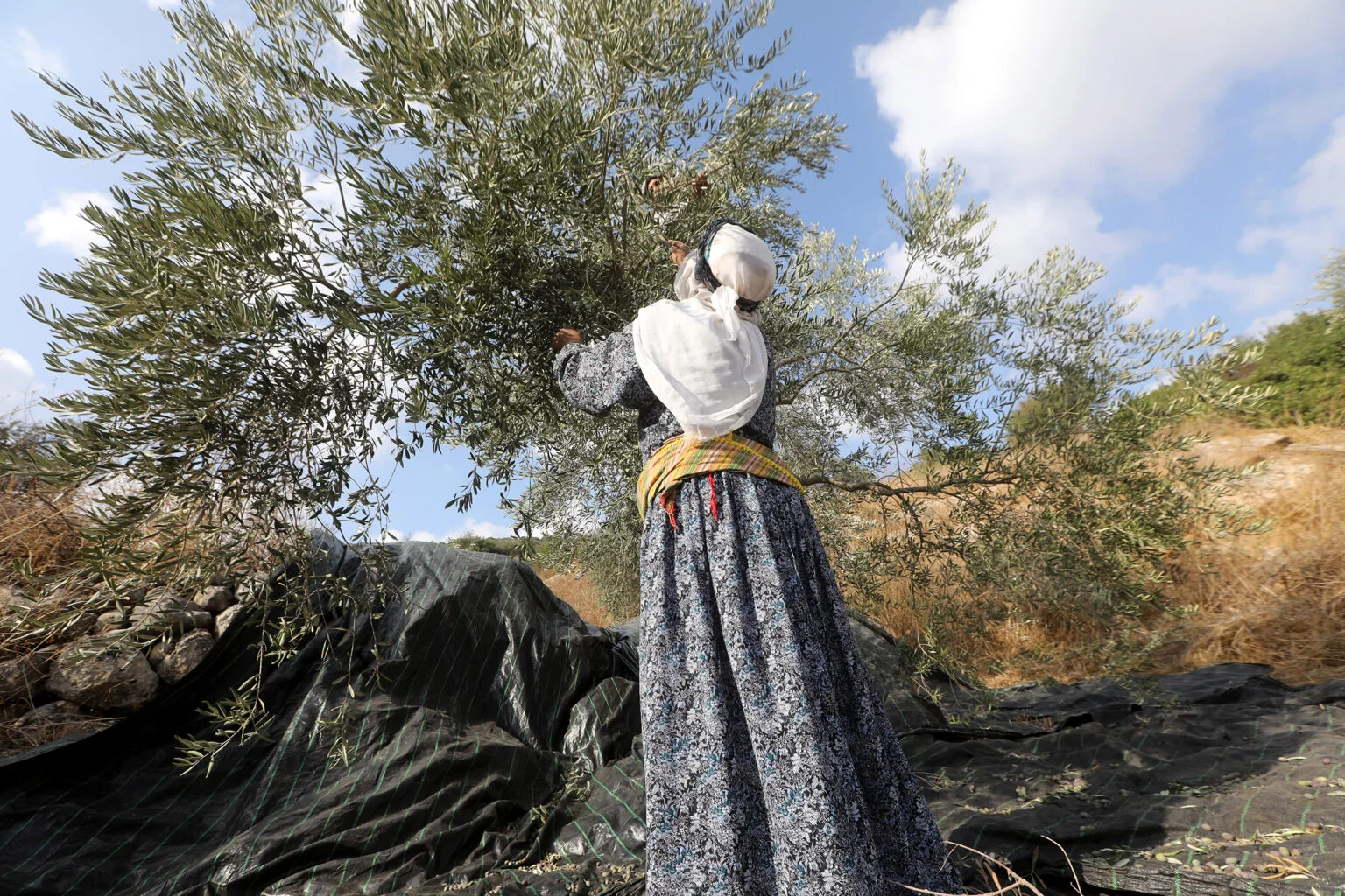 Estimates from the Palestinian Ministry of Agriculture point to significant losses for the 2026 season – Photo - Time magazine