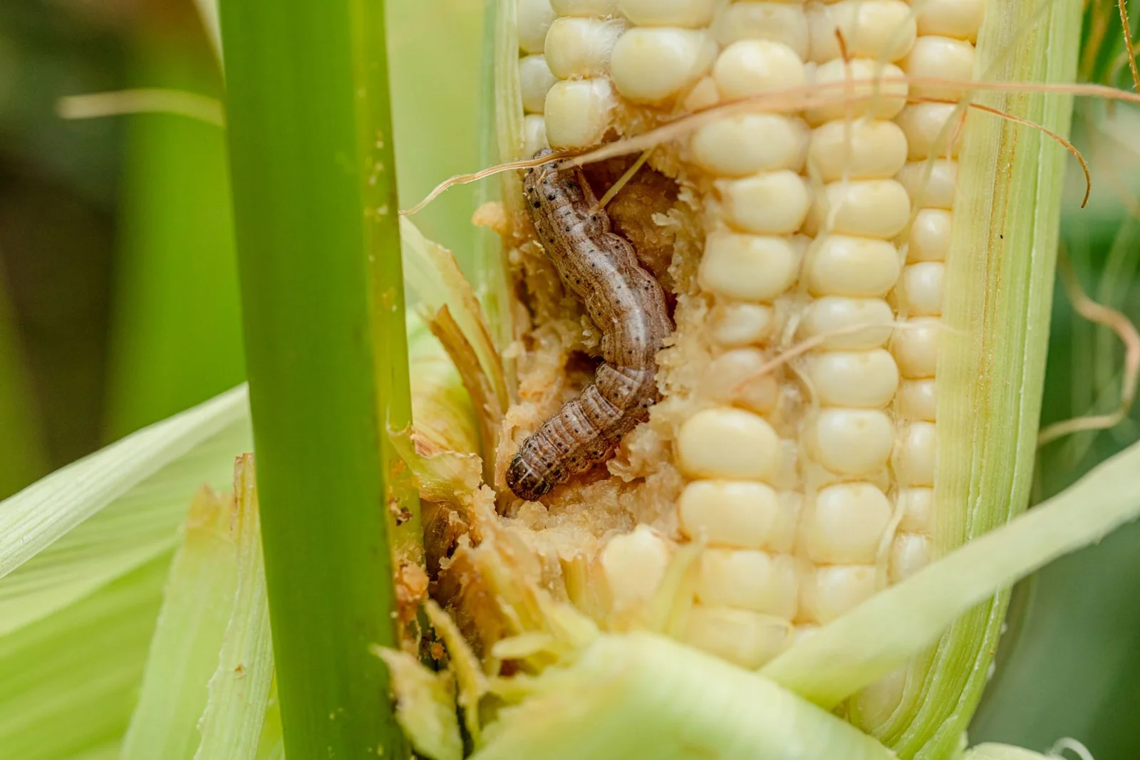 Egypt succeeded in delaying the entry of the fall armyworm from 2016 to 2019 – Photo - Plant and Food.